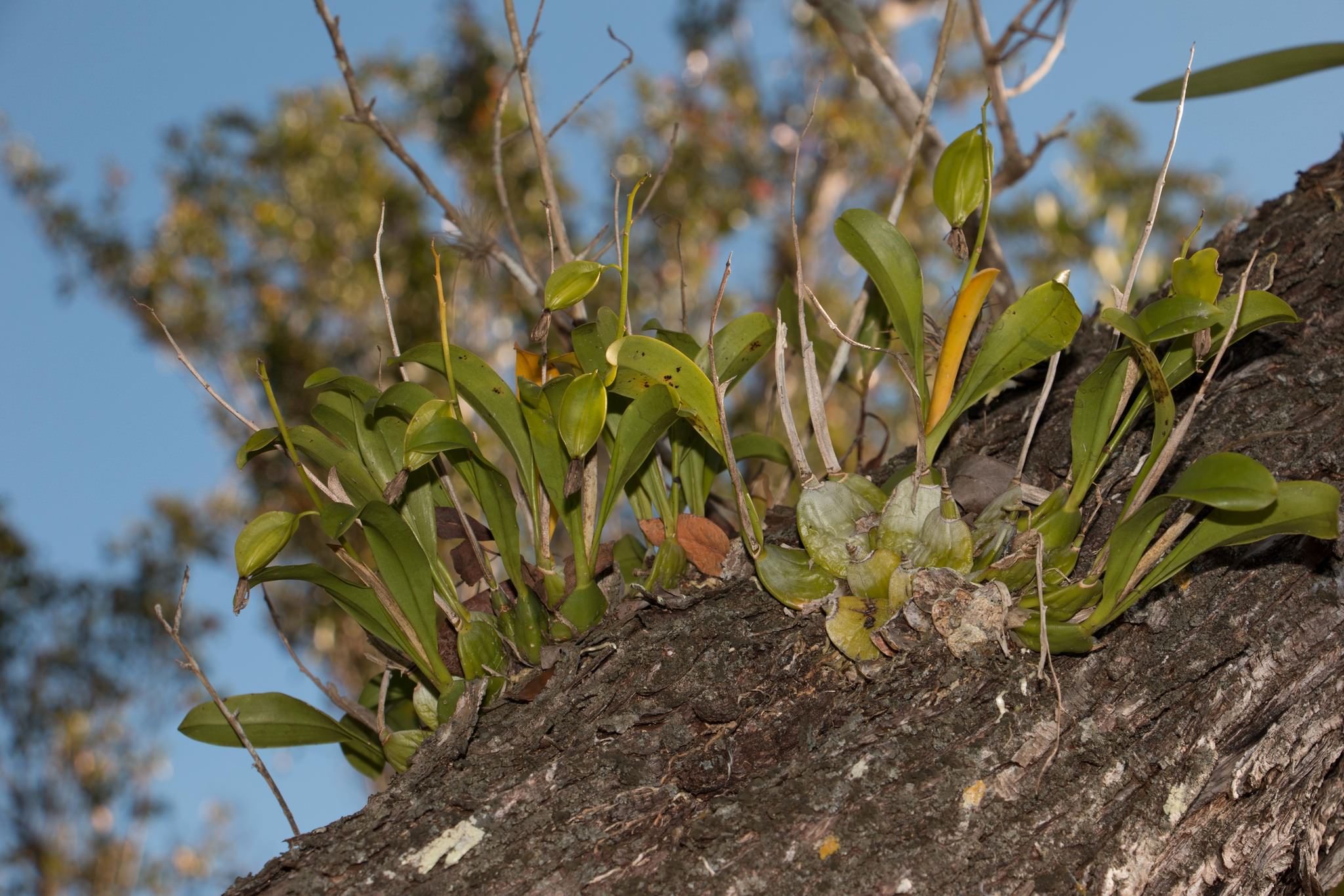 Prosthechea boothiana
